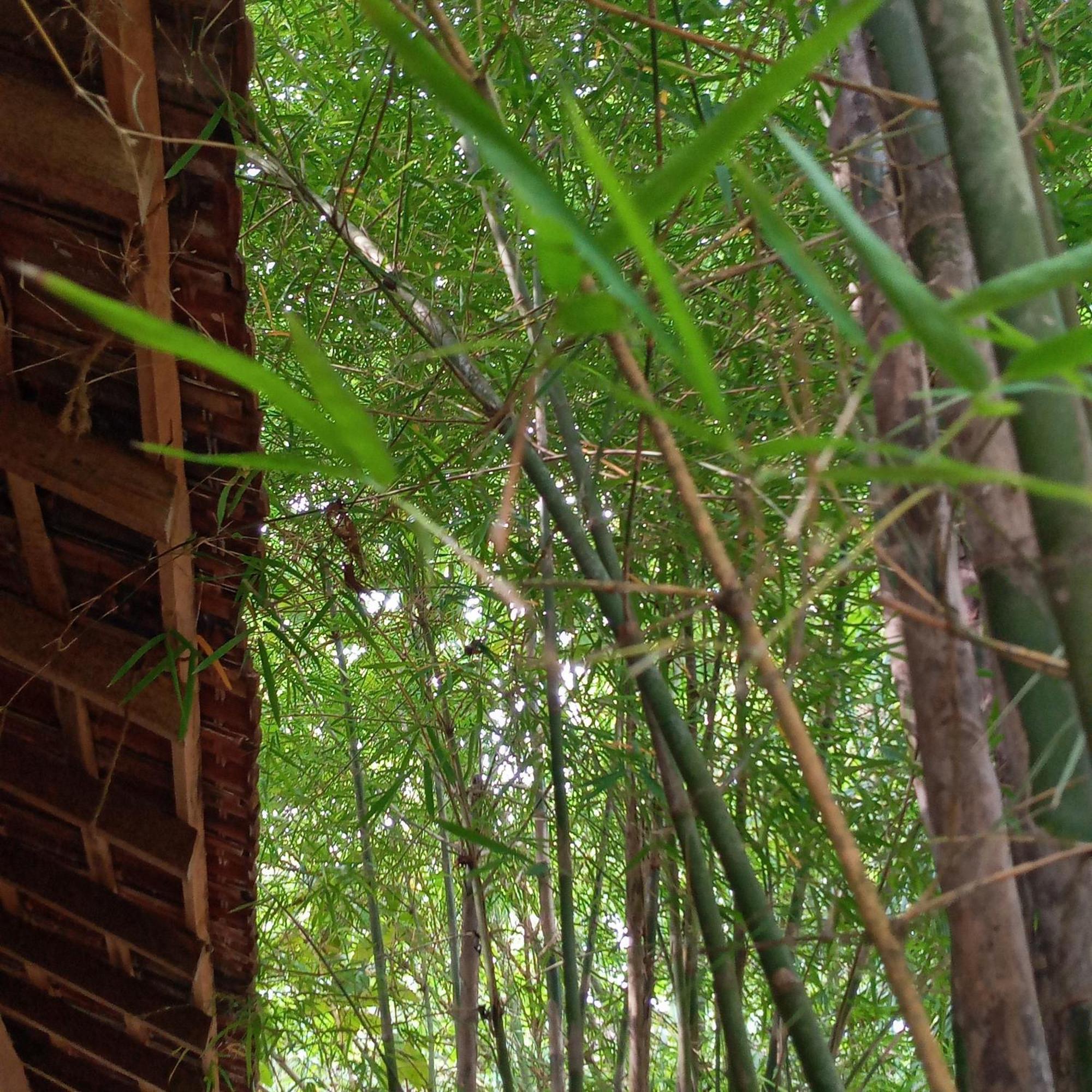 Cinnabar Resort Tangalle Exterior foto