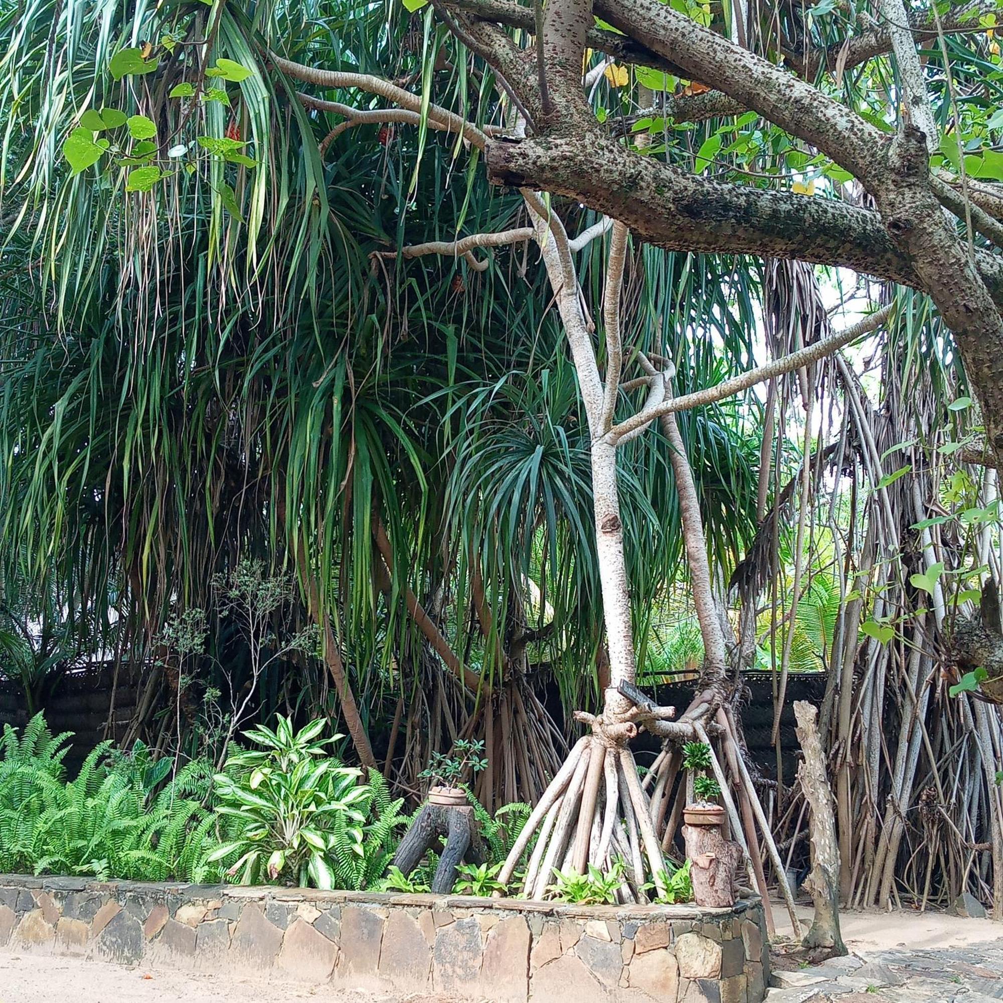 Cinnabar Resort Tangalle Exterior foto